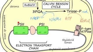 Background to DCPIP based assay of herbicide activity [upl. by Jeniece876]