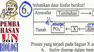 un sma 2017 Biologi pembahasan no 06 daur fosfor [upl. by Nigam]