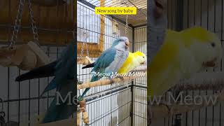 Quaker Parrot singing meow meow shorts [upl. by Sawyere]