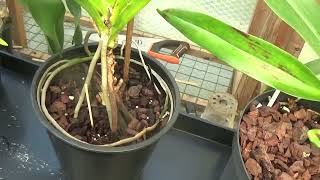 Angraecum Crestwoodparentage and Angaecum cultivation [upl. by Nasah]