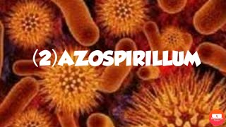 AZOSPIRILLUMFREE LIVING NITROGEN FIXING BACTERIA [upl. by Dirtsa]