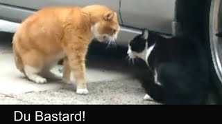 Sprechende Katzen  Talking Cats Official german subtitles [upl. by Dadivitan]