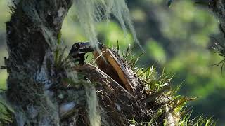 Aracari Tucancillo de collar [upl. by Wadlinger]