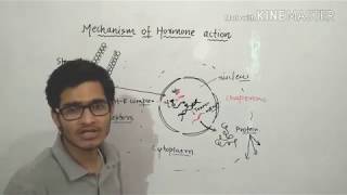 Mechanism of action of steroid hormones in detail [upl. by Annadiana681]