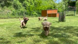 Il nostro allevamento di Lagotto Romagnolo [upl. by Deeas]