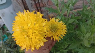 How to grow and care Gaillardia flower plant [upl. by Kacey]