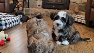 Heavenly Havanese Hava Snow Day 2024 [upl. by Ahsitnauq933]