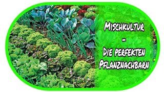 🌻 Mischkultur  die perfekten Pflanznachbarn 🌻 Garten  Beete  Aussaat  Pflanzen [upl. by Vassell]