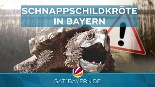 Mehr Schnappschildkröten nach Hochwasser Gefährlich oder harmlos [upl. by Anifares]