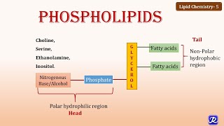 5 Phospholipids  Lipid Chemistry 5  Biochemistry  NJOY Biochemistry [upl. by Oinolopa]