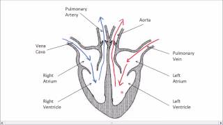 The Heart  GCSE Science  Biology  Get To Know Science [upl. by Asteria]