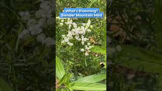 What’s Blooming It’s Slender Mountain Mint Pycnanthemum tenuifolium nativeplants pollinators [upl. by Calida994]