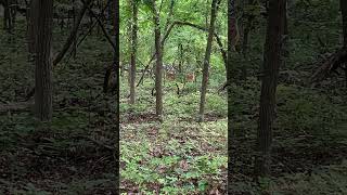 Chickasaw National Recreation Area  Travertine Creek Trail wildlifeencounters hiking summer [upl. by Tihw731]