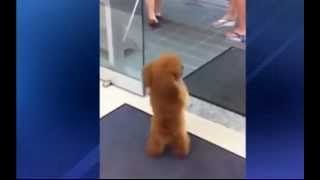 Amazing dog walks through supermarket on two legs [upl. by Leupold]