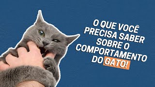 COMPORTAMENTO DOS GATOS DESCUBRA O QUE HÁ POR TRÁS DE CADA COMPORTAMENTO DO SEU GATO [upl. by Kirschner967]