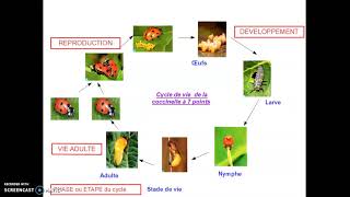 cycle de développement des animaux [upl. by Atteynad614]