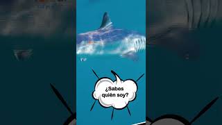 ¡Tiburones ASOMBROSOS que Nadie conoce  Pecera de Tiburones 🦈🌊🐬  MAKO SHARK [upl. by Olegnalehcim]