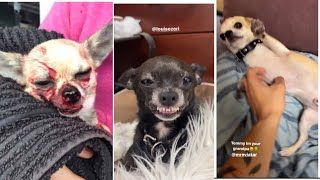 MREVIATAR TIKTOK COMPILATION CHIHUAHUA  Niki the angry chihuahua dog  chihuahua mreviatar [upl. by Akemad]