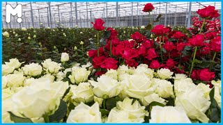 🌹 Modern Roses Farming and Harvesting Agriculture Technology  Growing Roses Flowers in Greenhouse [upl. by Wilonah818]