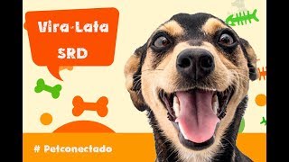 Cães de raça  Porque os viralatas são melhores [upl. by Rehpotsrik]