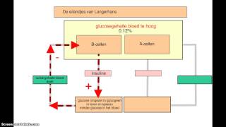 Bioplek eilandjes van langerhans [upl. by Pelligrini]