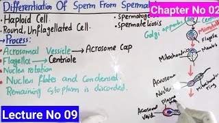 Differentiation Of Sperm From Spermatids In Urdu Hindi  Lecture No 09  Developmental Biology [upl. by Ibbie]