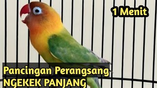 pancingan lovebird ngekek 1 menit  masteran lb ngekek panjang 2 jam full [upl. by Ysor]