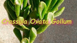 Crassula Ovata Gollum [upl. by Nirroc]