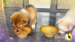 How is the puppy doing with potatoes and stopped protecting the food  Homemade dog food Review 2024 [upl. by Hjerpe995]