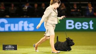 Scottish Terrier Knopa Takes Best in Show at Crufts [upl. by Gonick373]