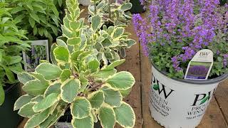 Eryngium Jade Frost Sea Holly  EXCEPTIONAL Unusual Perennial for Sunny Welldrained Spot [upl. by Bow]