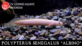 Polypterus senegalus albino The cute DINOSAUR fish for your tank Leopard Aquatic D003A [upl. by Ahsinaj]