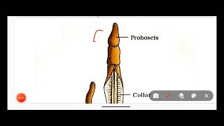 Hemichordata PhylumClassification Of Hemichordata Phylum With ExamplesNon Chordata [upl. by Anaiek953]