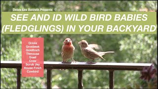 Recognize Baby Birds Fledglings in Your Backyard [upl. by Baras]