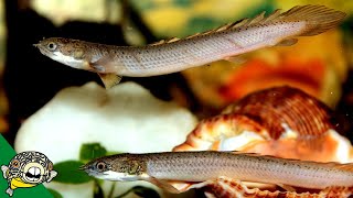 Senegal Bichir Care Guide  polypterus senegalus  Aquarium CoOp [upl. by Decrem742]