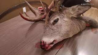 How To Skin A Deer Head For TAXIDERMY [upl. by Allsun]