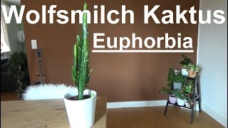 Wolfsmilch Kaktus pflege gießen düngen Standort vermehren Euphorbia trigona [upl. by Alberik416]