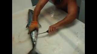 Fastest Spanish Mackerel Fillet [upl. by Aihcrop]