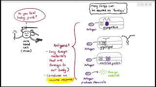 112 Self amp Nonself Antigens Cambridge AS A Level Biology 9700 [upl. by Anavoj]