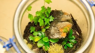 3 Month Update Closed Tropical Terrarium From HTT ep2 [upl. by Notlrak]