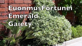 Euonymus Fortunei Emerald Gaiety tough reliable shrub climber plant my walled garden uk [upl. by Sopher138]