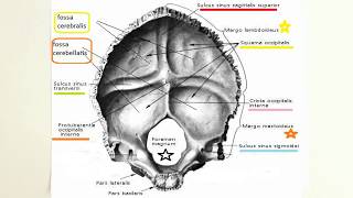 ANATOMİ12KONUCranium Oksipital Kemik [upl. by Anemolihp]