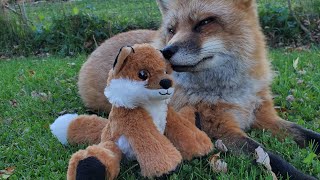 Finnegan Fox reacts to a toy that goes hehehe just like him [upl. by Artsa454]