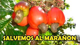 DOCUMENTAL SALVEMOS AL MARAÑON [upl. by Bruning]