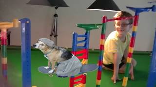 Dominoes and Marbles Merry Xmas Fails Skater Dog [upl. by Ema]