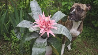 How to Pot a Bromeliad  Care Guide for Aechmea Fasciata  Plant with Me  Emileaves [upl. by Doowron285]