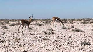 Driving through Etosha National Park [upl. by Aber]