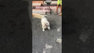 CHIKO SENENG DI KASIH WAFER ‼️dog viralvideo shihtzu animals fyp [upl. by Aynotak]