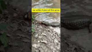 तबाही का दूसरा नाम है Electric Eel Electric Eel Shock shorts youtubeshorts shortsvideo [upl. by Rufena]