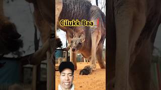 Ciluk baa❗ babykangaroo kangoro kanguru kanguruu animallover [upl. by Cychosz]